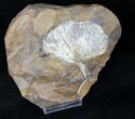 Huge Fossil Ginkgo Leaf Plate - North Dakota #19804-2